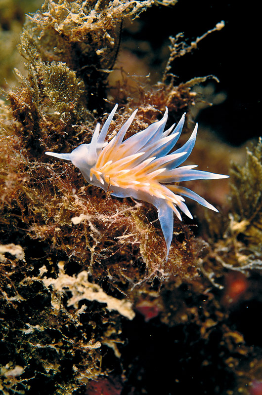 Eubranchus tricolor